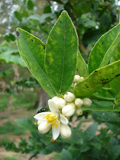   dayap, dayap vs calamansi, dayap philippines, uses of dayap, dayap tree, where to buy dayap in manila, dayap in bisaya, dayap in tagalog, dayap for sale philippines