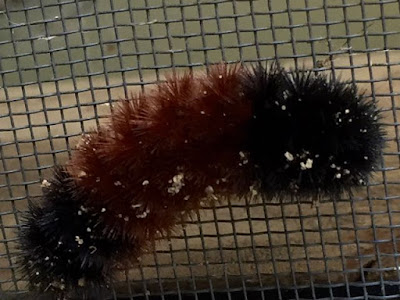 first wooly bear, Autumn 2016