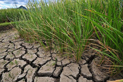 China Takes Drought-resistant Rice Farming Technique To Asia, Africa