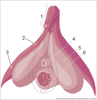 Vulva anatomisi