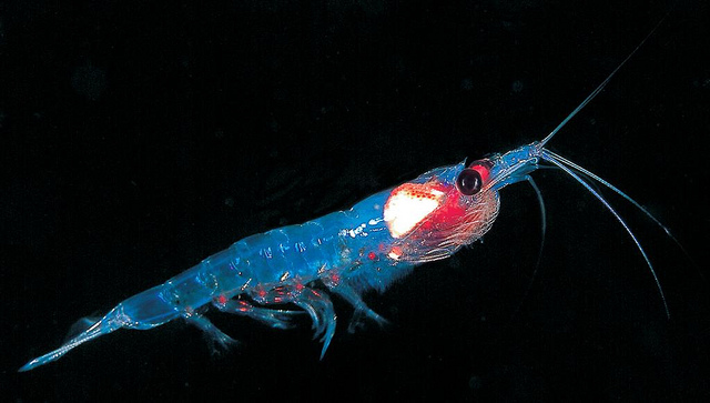 4 Fakta tentang Plankton yang jarang diketahui Misteri 