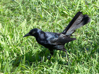 Quiscale noir - Quiscalus niger