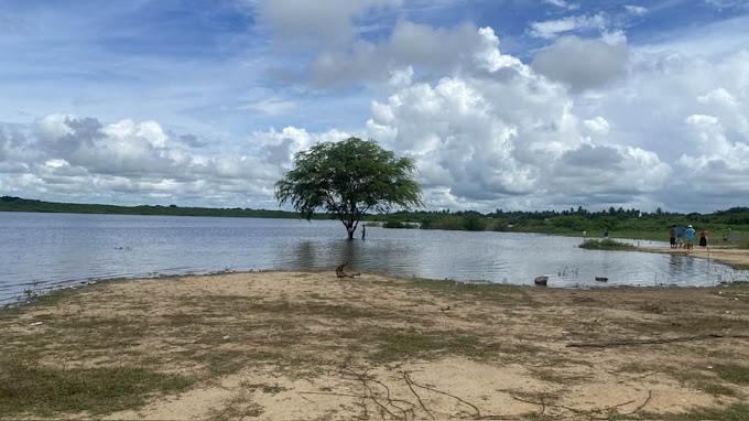 POÇO BRANCO: Algaroba dentro da barragem  torna-se atração turística;  veja  fotos 