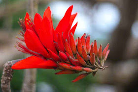 Deigo flower blossom, close-up