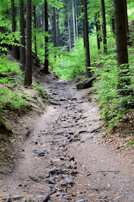 Hruboskalsko szlak od źródeł w kierunku Arboretum