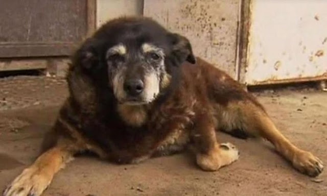 'World's oldest dog' dies at age 30 in Australia