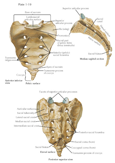 SACRAL SPINE AND PELVIS