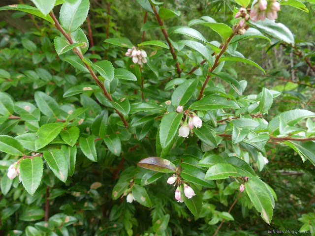 58: pink flowers