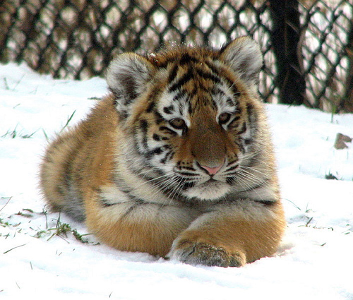 Siberian Tiger Cubs Pictures. Siberian Tiger