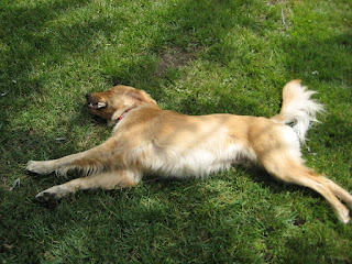 Finnegan the puppy stretched out on the grass