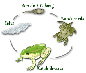 Katak Bermetamorfosis