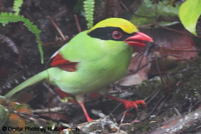 Green Magpie