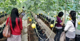 Petunjuk Komplit Budidaya Melon di Dalam Pot 