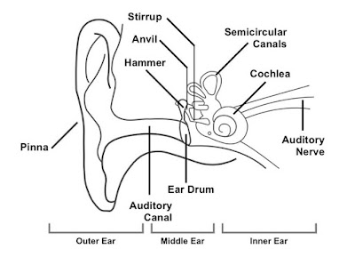 Simple ear diagrams | Ear diagram with labels | Inner ear diagram