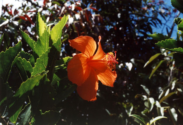 orange hawaiian hibiscus