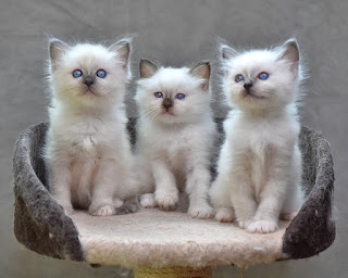 Birman Kittens for sale