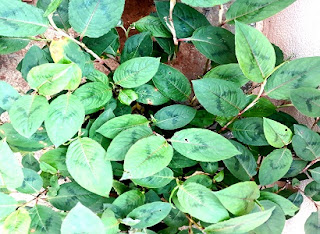 Medicinal plants from malenadu