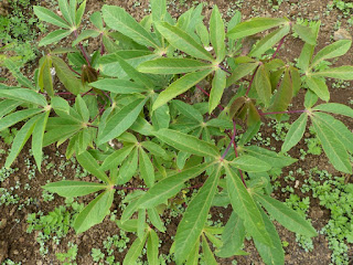 Manihot esculenta - Manioc