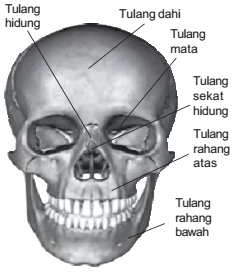  Rangka  Kepala  Seberkas Cahaya