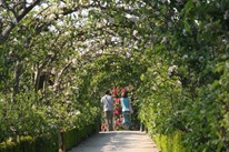 apple-arch-spring