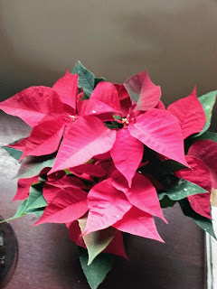 poinsettia in Cyprus