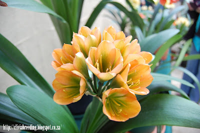 European peach clivia