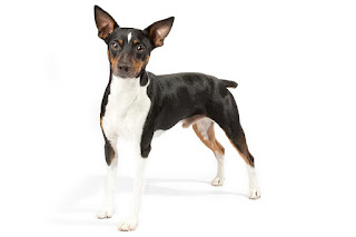 Everything about your Rat Terrier - LUV My dogs