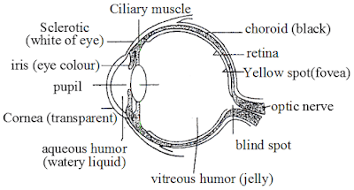 Simple eye diagrams | Easy eye diagram | Labeled eye diagram