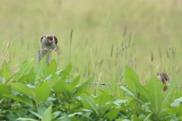 Juv Cuckoo calling for food, Wheldrake Ings, 08/07/20