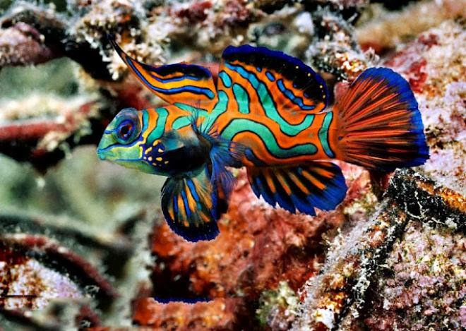  Ikan Paling Cantik  dan Indah di Dunia Katabah Komarudin 