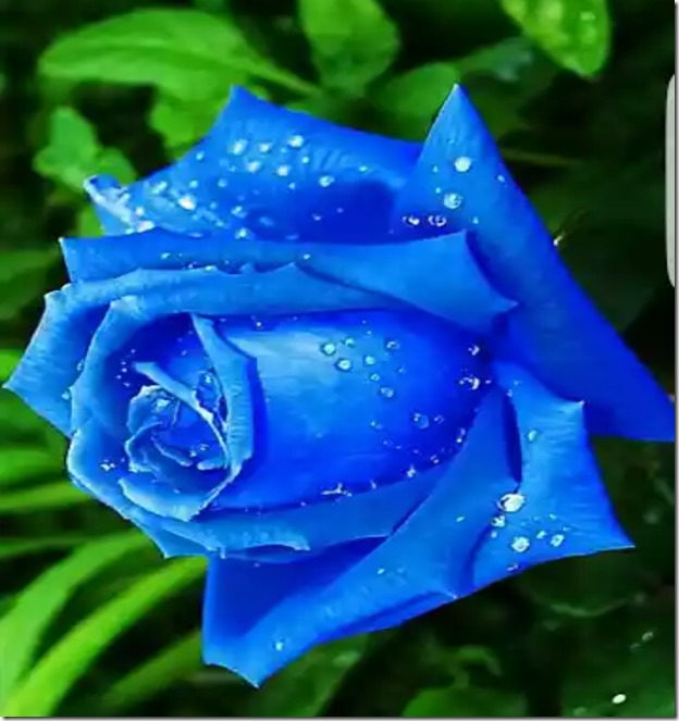 image (4)