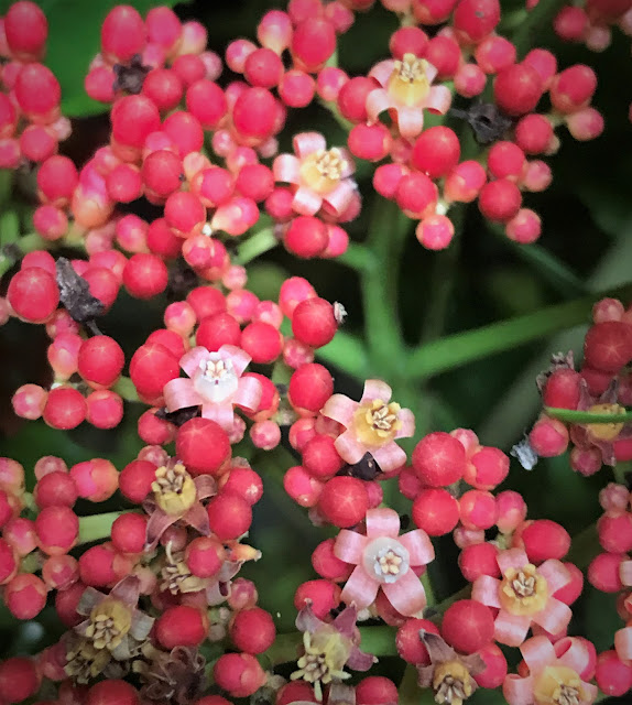 Planta com flores que parecem frutinhos vermelhos