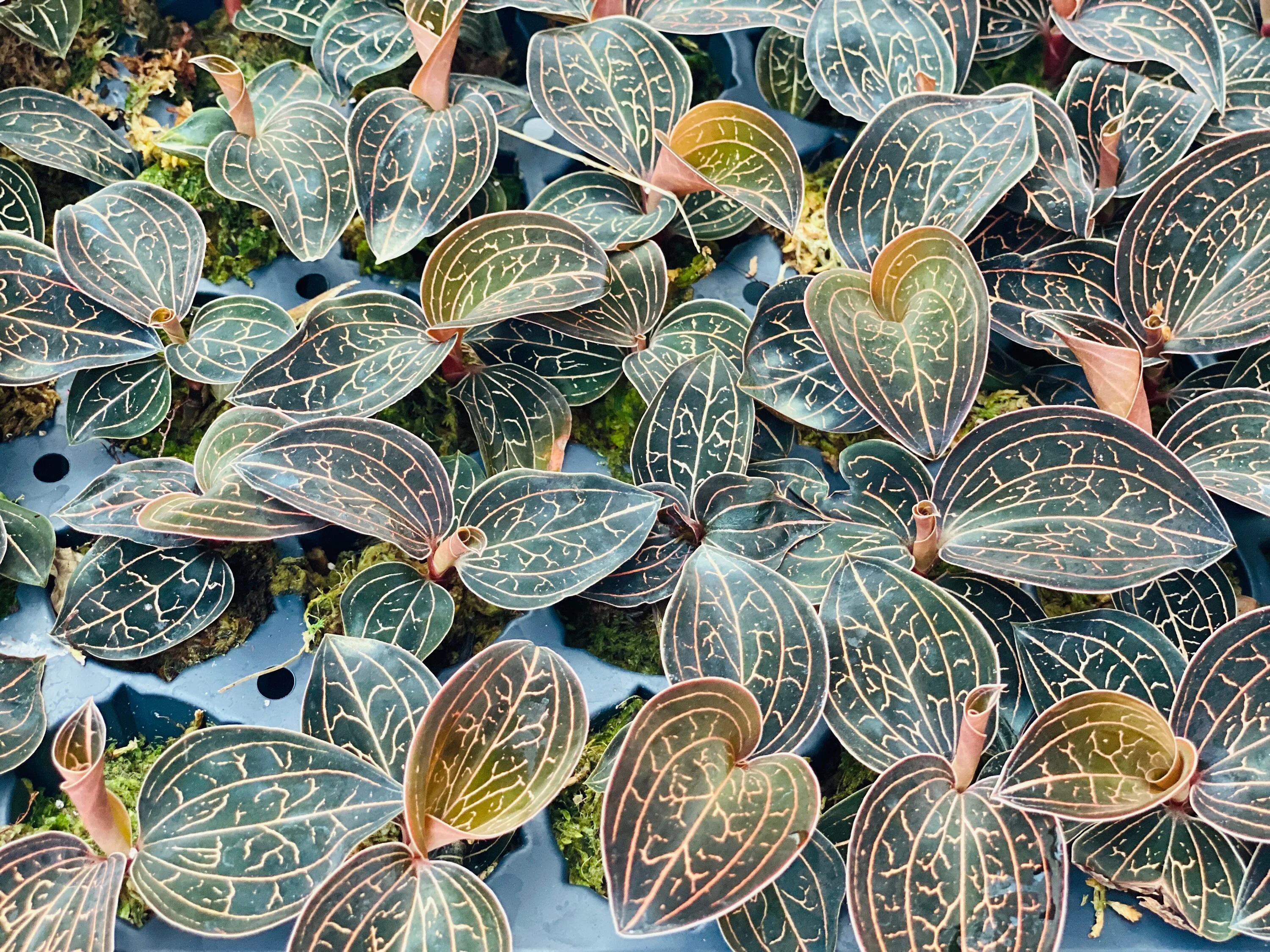Jewel Orchids