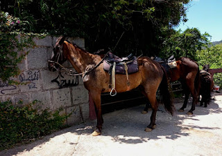 Aluguel de cavalos para passeio é proibido pela Prefeitura