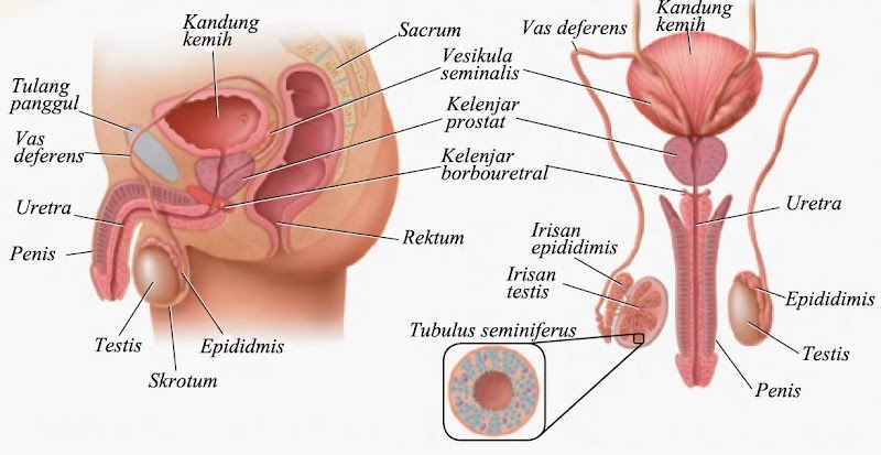 Top Gambar Alat Reproduksi Pria, Yang Populer!