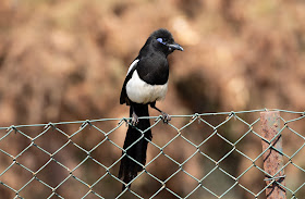 Maghreb Magpie - Oued Souss, Morocco