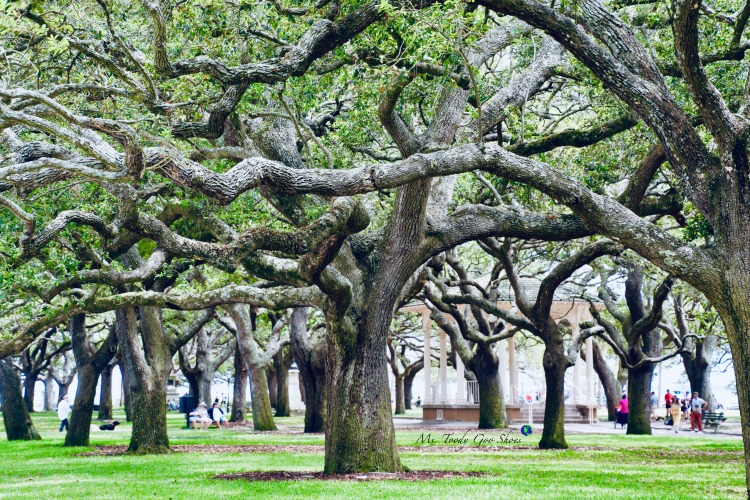10 Things To Do In Charleston: #7 - Rest your feet in White Point Gardens | Ms. Toody Goo Shoes #Charleston