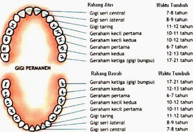 Bagian OrganOrgan Pencernaan serta Fungsinya
