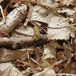 Small toad sitting among the leaf litter