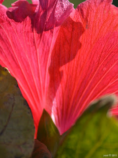 backlit red