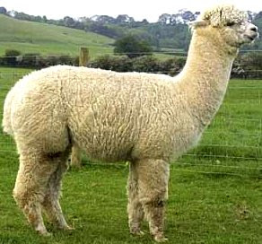 Foto de alpaca de perfil - animal con A