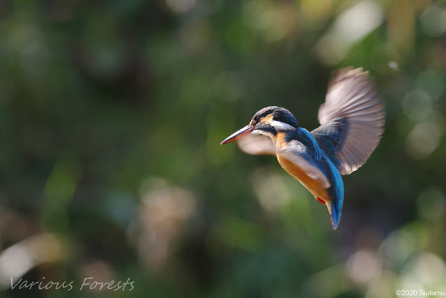 Kingfisher; hovering