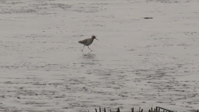 Redshank