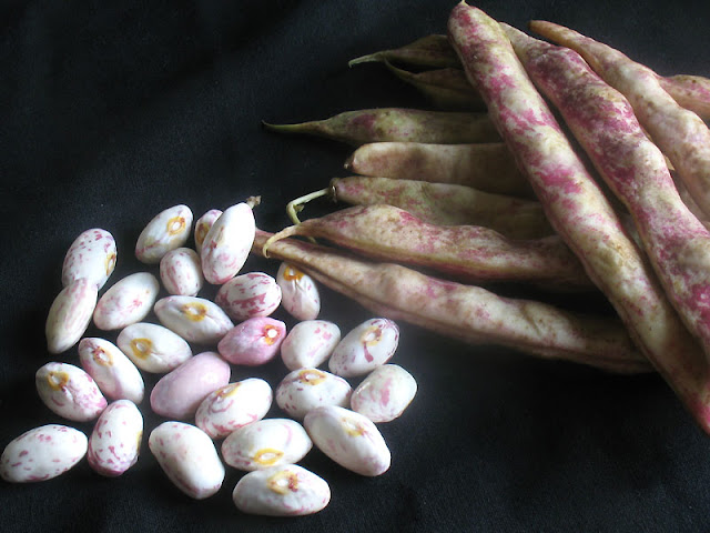 fresh cranberry beans