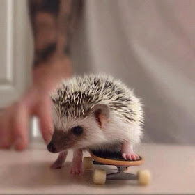 funny animal pictures, hedgehog plays skateboard