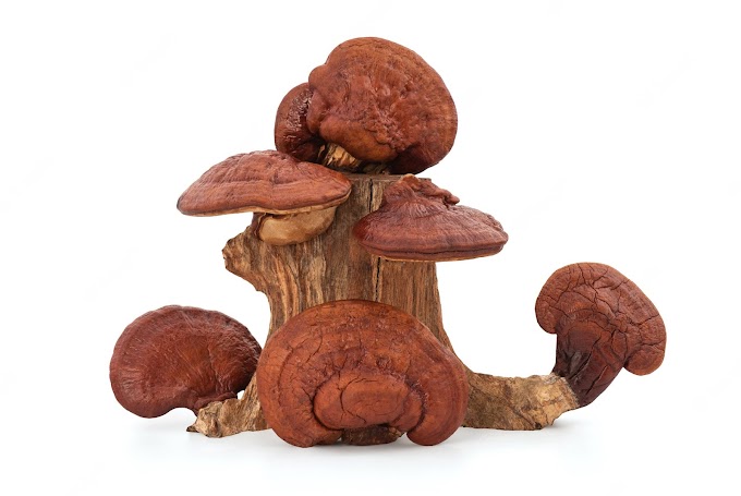 Dry ganoderma lucidum mushroom | Mushrooms | Biobritte mushrooms | Mushroom supplier | Top mushroom company