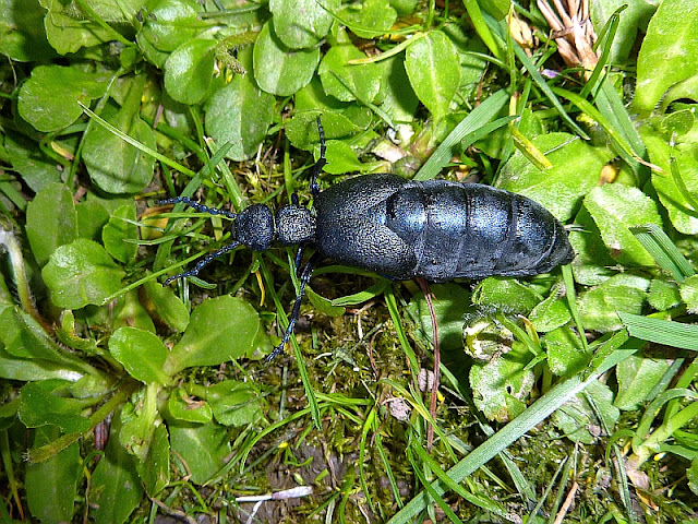 Violetter Ölkäfer, Meloe violaceus