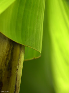 banana leaf