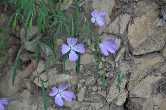 four purple petals