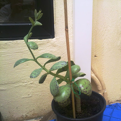 Kalanchoe Marmorata